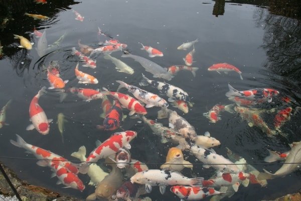 Full Pond Design - Image 4